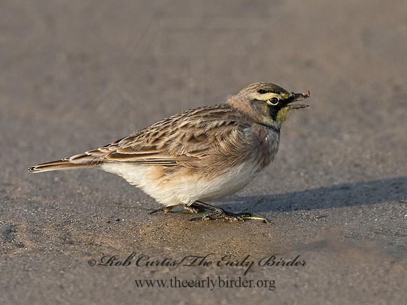 Eremophila alpestris  HORNED LARK 1307929