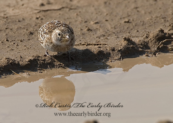 Eremophila alpestris  HORNED LARK 7011018