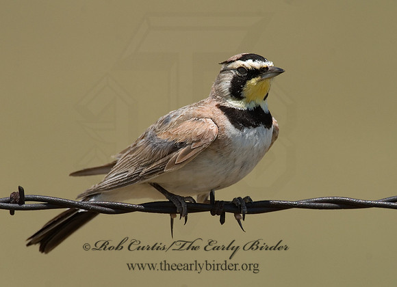 Eremophila alpestris  HORNED LARK 7011273
