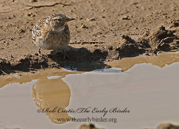 Eremophila alpestris  HORNED LARK 7011019