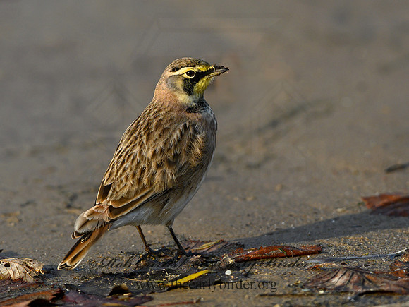 Eremophila alpestris  HORNED LARK 1307953