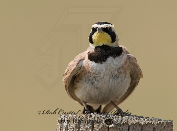 Eremophila alpestris  HORNED LARK 7011696