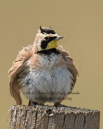 Eremophila alpestris  HORNED LARK 7011699 NG