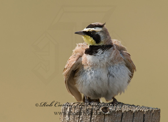 Eremophila alpestris  HORNED LARK 7011698