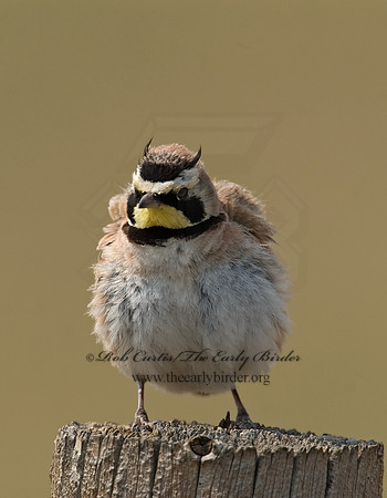 Eremophila alpestris  HORNED LARK 7011700