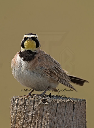 Eremophila alpestris  HORNED LARK 7011709