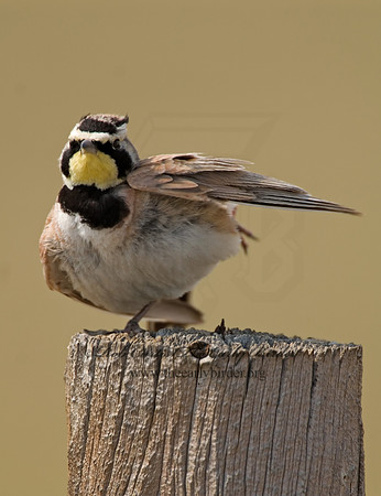 Eremophila alpestris  HORNED LARK 7011712