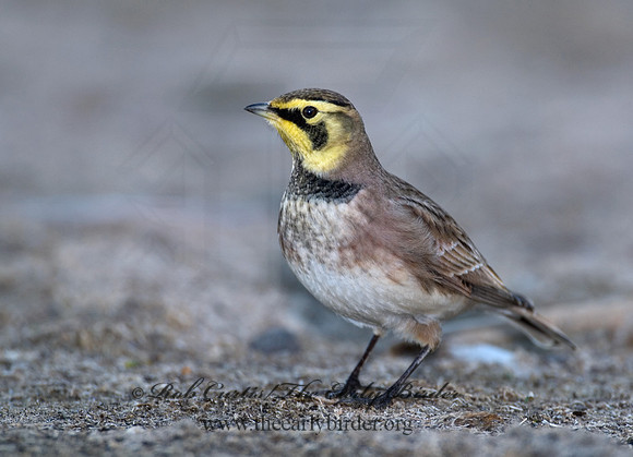 Eremophila alpestris  HORNED LARK 7012828