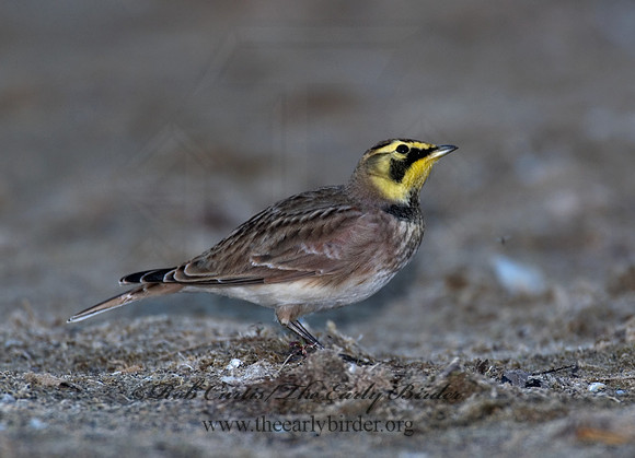 Eremophila alpestris  HORNED LARK 7012831