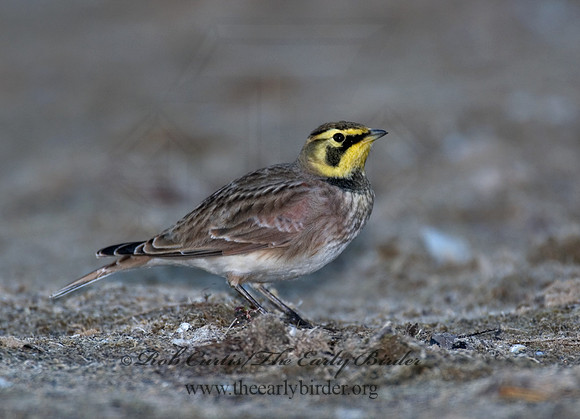 Eremophila alpestris  HORNED LARK 7012832
