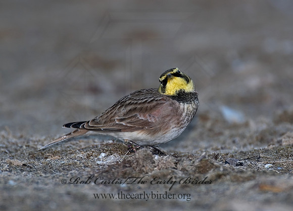 Eremophila alpestris  HORNED LARK 7012833