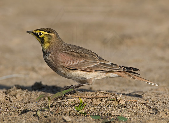Eremophila alpestris  HORNED LARK 7012842