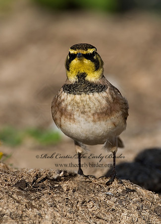 Eremophila alpestris  HORNED LARK 7012844