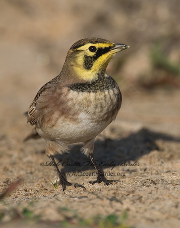 Eremophila alpestris  HORNED LARK 7012848