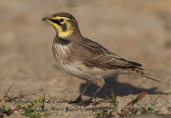 Eremophila alpestris  HORNED LARK 7012850