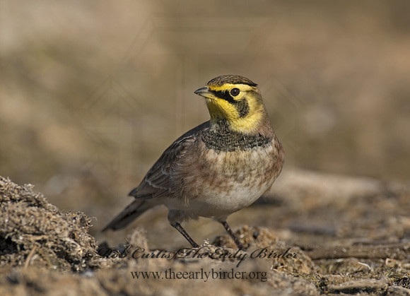 Eremophila alpestris  HORNED LARK 7012853