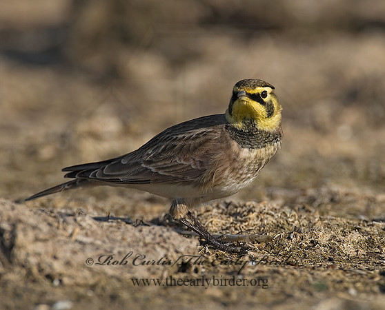 Eremophila alpestris  HORNED LARK 7012855