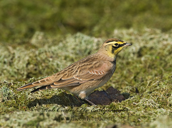 Eremophila alpestris  HORNED LARK 8018748
