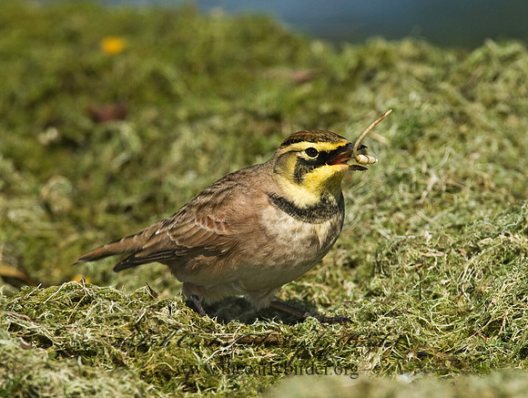 Eremophila alpestris  HORNED LARK 8018753