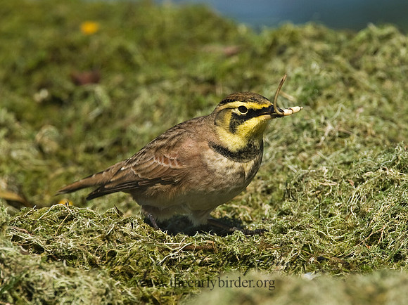 Eremophila alpestris  HORNED LARK 8018754