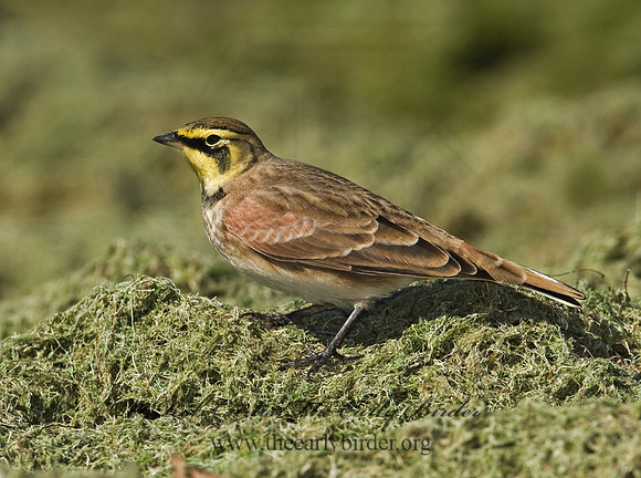 Eremophila alpestris  HORNED LARK 8018769