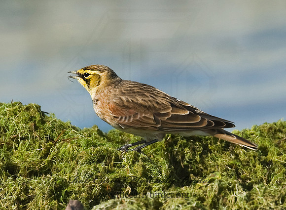 Eremophila alpestris  HORNED LARK 8018774