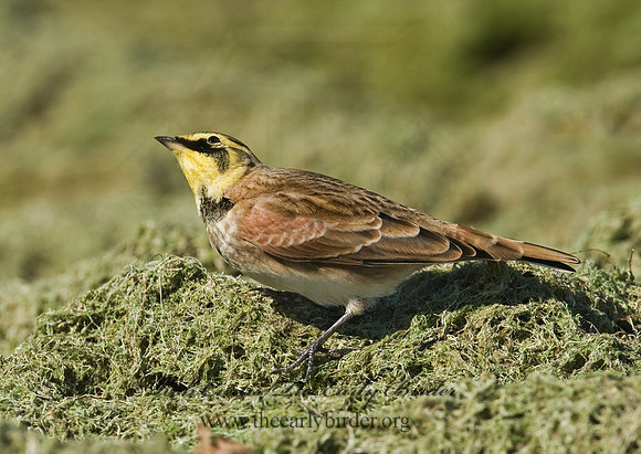 Eremophila alpestris  HORNED LARK 8018773