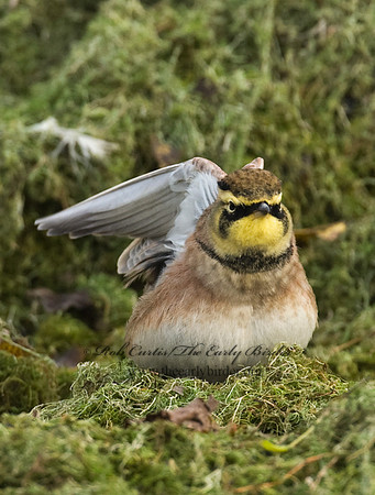 Eremophila alpestris  HORNED LARK 8018780