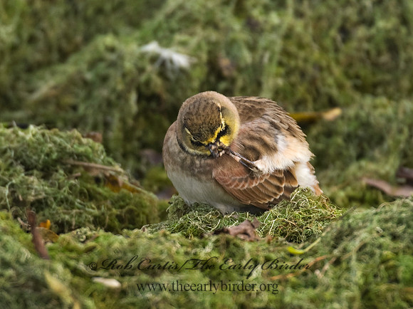 Eremophila alpestris  HORNED LARK 8018781