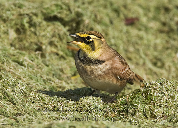 Eremophila alpestris  HORNED LARK 8018775