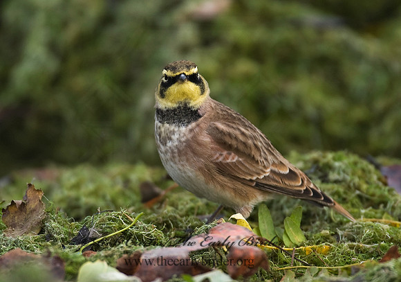 Eremophila alpestris  HORNED LARK 8018784