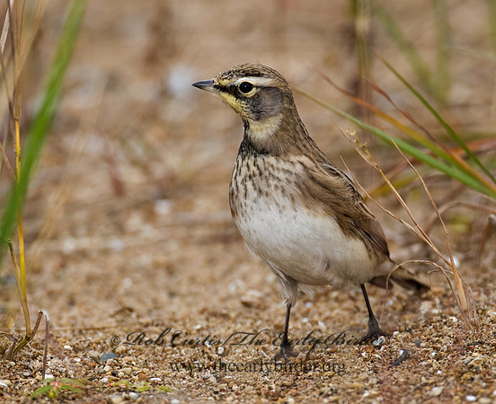 Eremophila alpestris  HORNED LARK 8019069