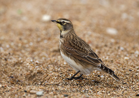 Eremophila alpestris  HORNED LARK 8019067