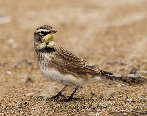 Eremophila alpestris  HORNED LARK 8019070