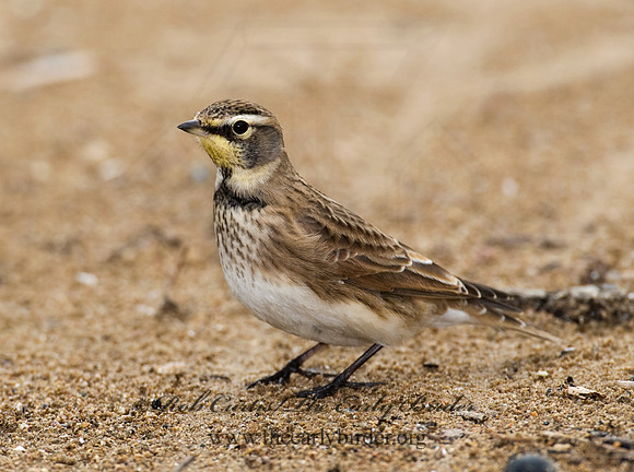 Eremophila alpestris  HORNED LARK 8019071