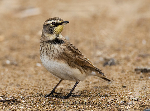 Eremophila alpestris  HORNED LARK 8019072