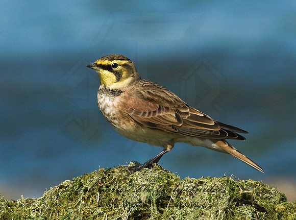 Eremophila alpestris  HORNED LARK 8018768