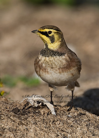 Eremophila alpestris  HORNED LARK 7012845