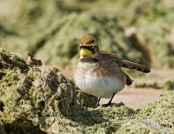 Eremophila alpestris  HORNED LARK 8018746