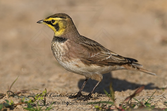 Eremophila alpestris  HORNED LARK 7012851