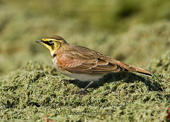 Eremophila alpestris  HORNED LARK 8018771