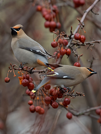 Bombycilla garrulus  BOHEMIAN WAXWING  8001166