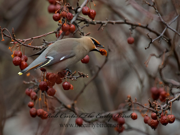 Bombycilla garrulus  BOHEMIAN WAXWING  8001172
