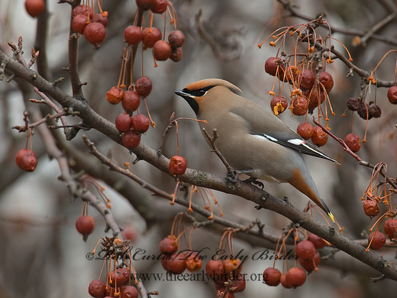 Bombycilla garrulus  BOHEMIAN WAXWING  8001163