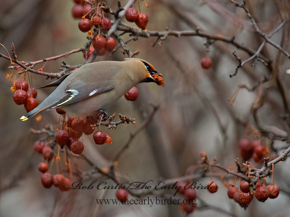Bombycilla garrulus  BOHEMIAN WAXWING  8001171