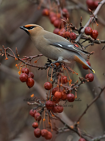 Bombycilla garrulus  BOHEMIAN WAXWING  8001177