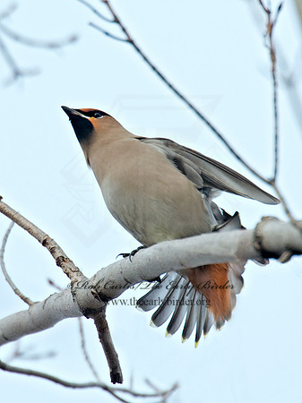 Bombycilla garrulus  BOHEMIAN WAXWING  6035604