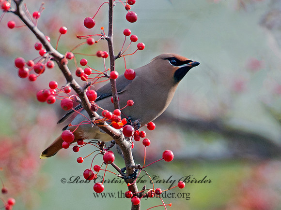 Bombycilla garrulus  BOHEMIAN WAXWING  6035587