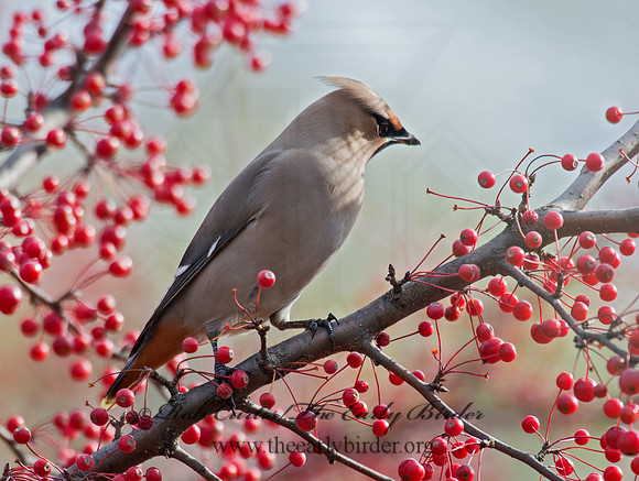 Bombycilla garrulus  BOHEMIAN WAXWING  6035595