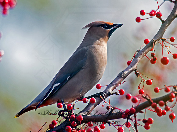 Bombycilla garrulus  BOHEMIAN WAXWING  6035599